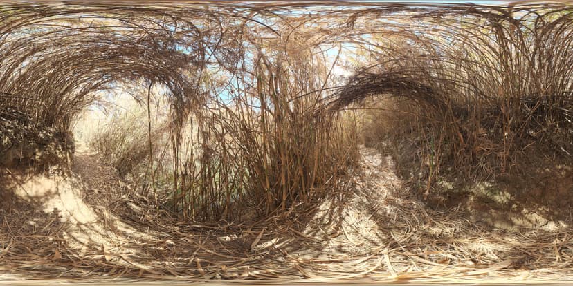 全景·竹林隧道